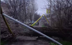 Большое дерево при падении повредило газовую трубу и ЛЭП на улице Мостовой