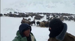 Фермеры Кочкорского района жалуются на гибель скота из-за нехватки кормов