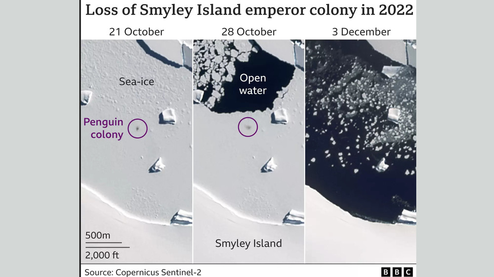 Затерянный лед: Остров Смайли обычно рассчитывает произвести на свет около 3000 птенцов