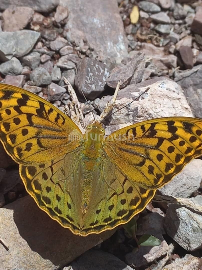 Large number of fritillaries observed in Ala-Archa Gorge