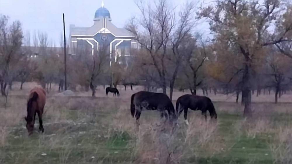 Возле «Ынтымак Ордо» утром пасут лошадей. Видео